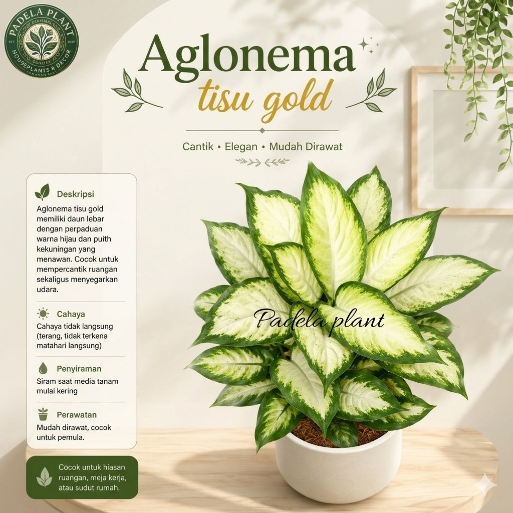 Tanaman hias AGLONEMA,Blanceng DIVEN Tisu Golden susu