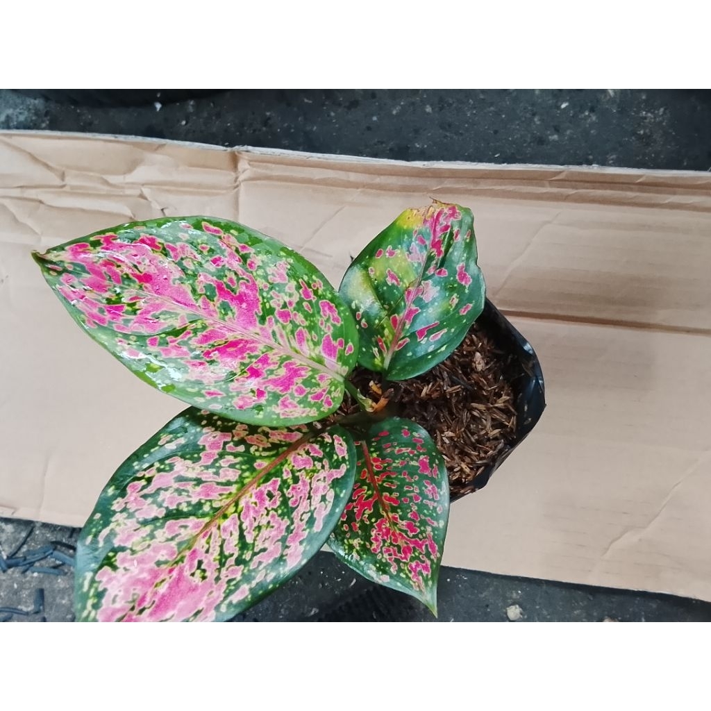 promo cod tanaman aglonema dud red anjamani remaja-tanian Lokal dud anjamani