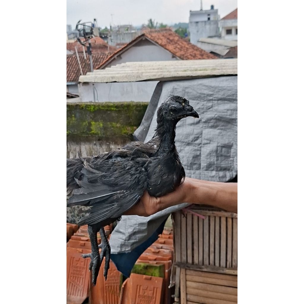Ayam Cemani Lidah Hitam