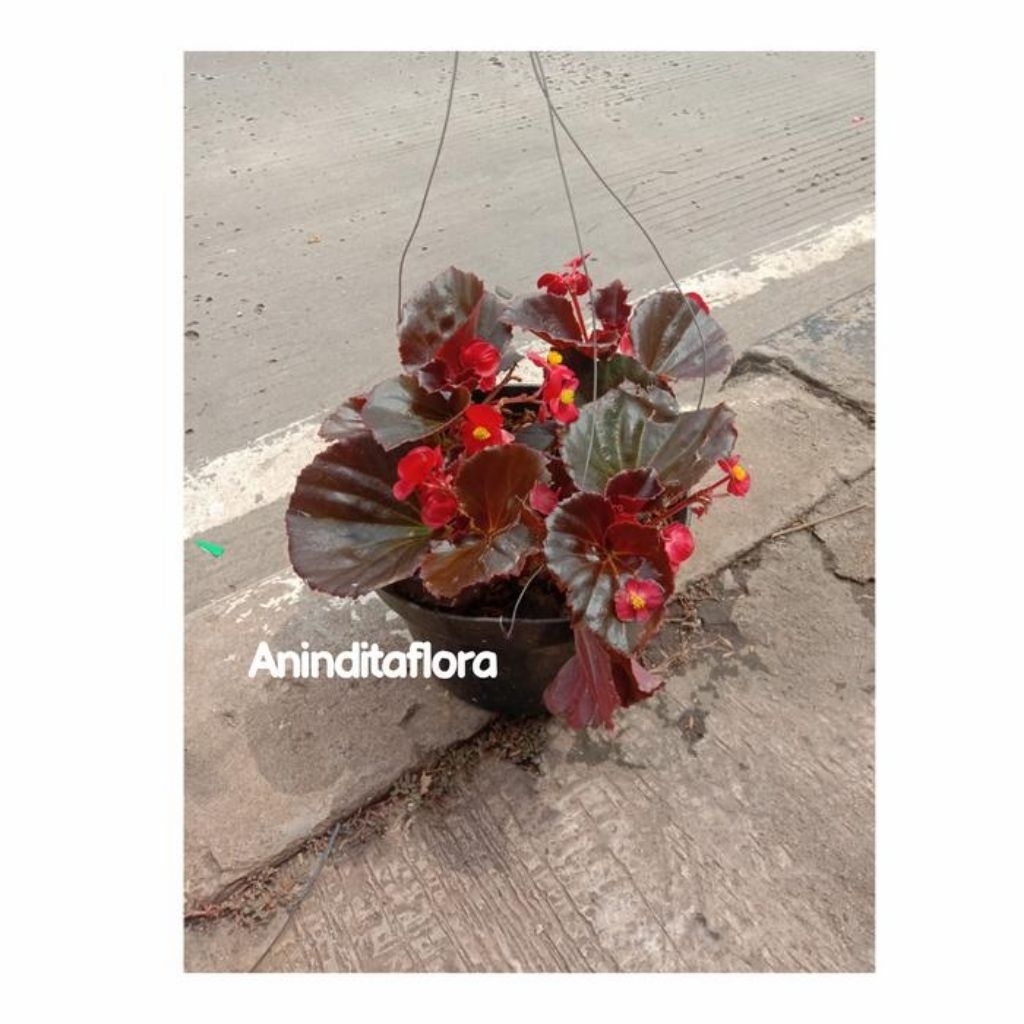 tanaman hias bunga begonia gantung/tanaman gantung bunga begonia