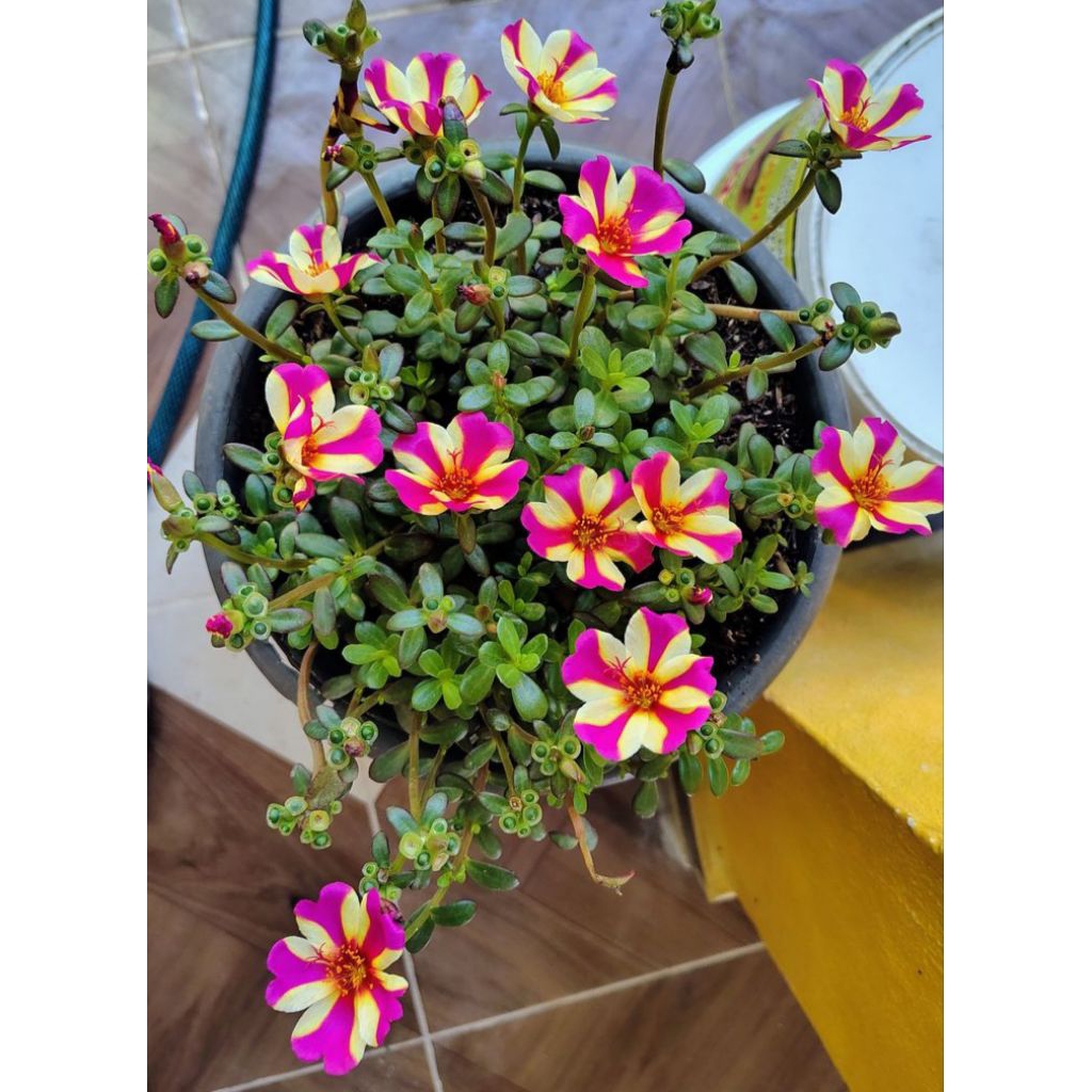 30 Bunga Krokot Jumbo Batik Merah Tanaman Hias Mossrose