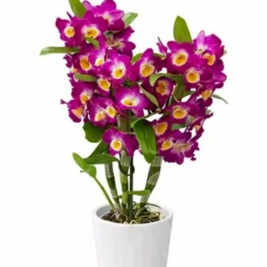 Anggrek Dendrobium Nobile Dewasa