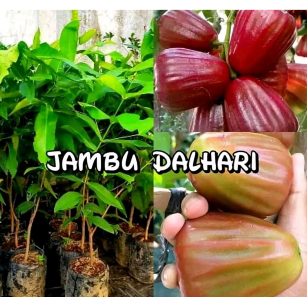 bibit jambu air dalhari hasil okulasi/cangkok