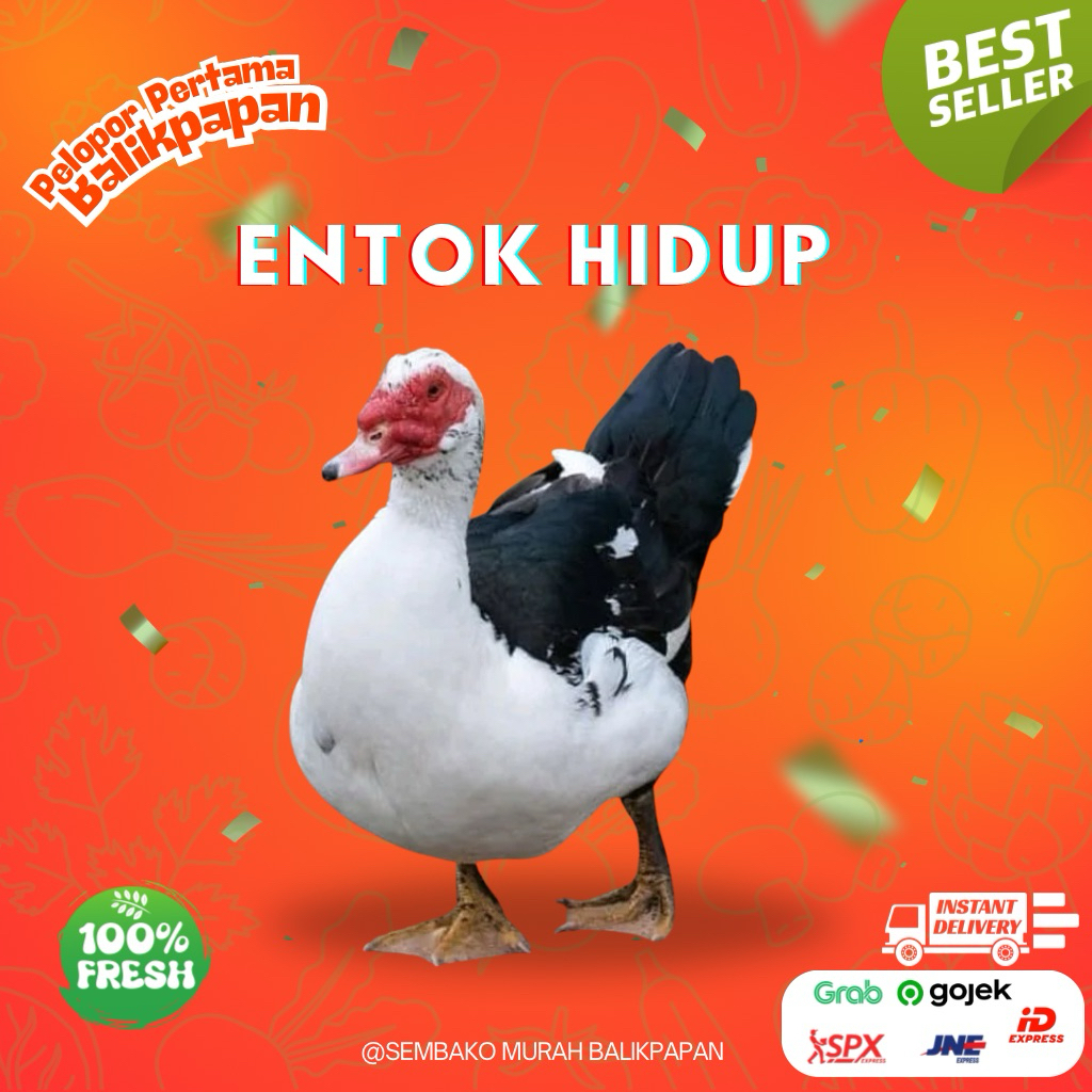 Bebek Entok Hidup / Potong