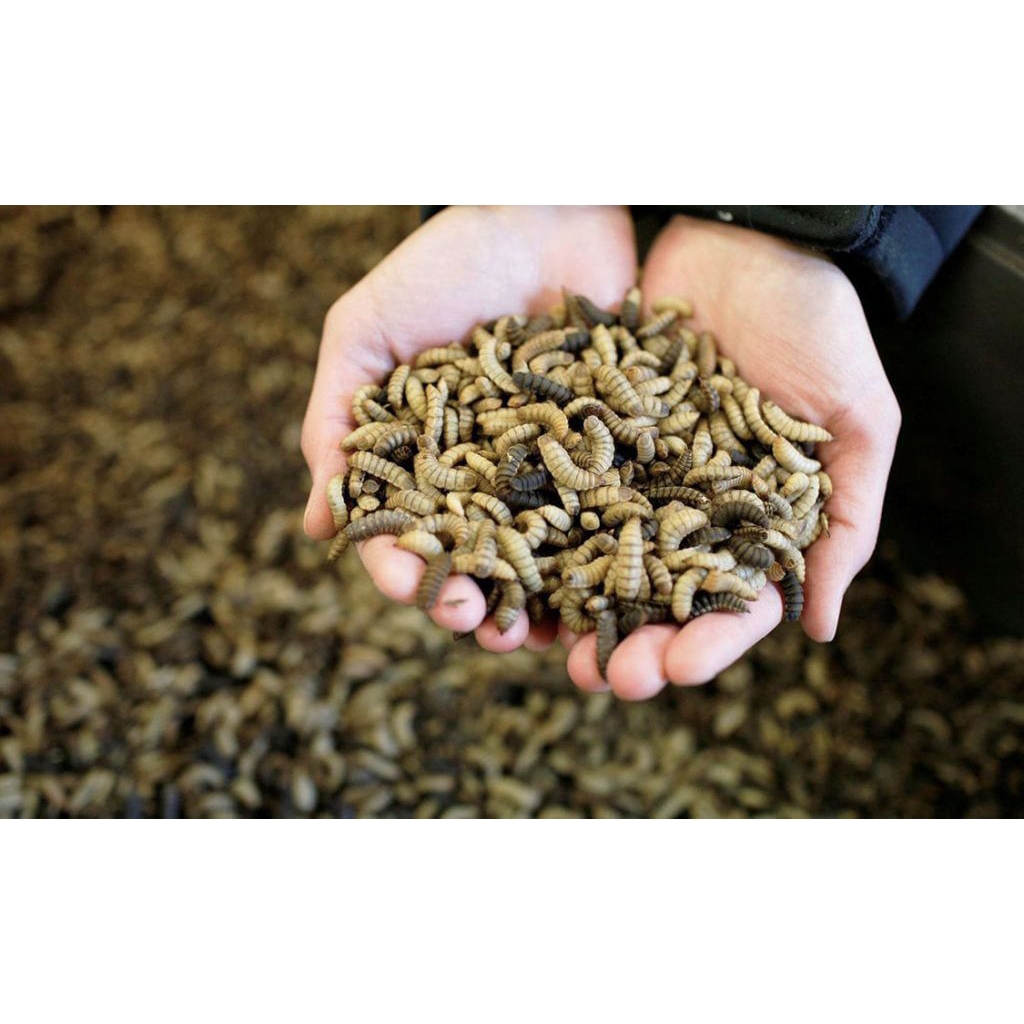 Maggot BSF Hidup 1 kg - Pakan Unggas, Ikan, dan Burung dengan Nutrisi Tinggi