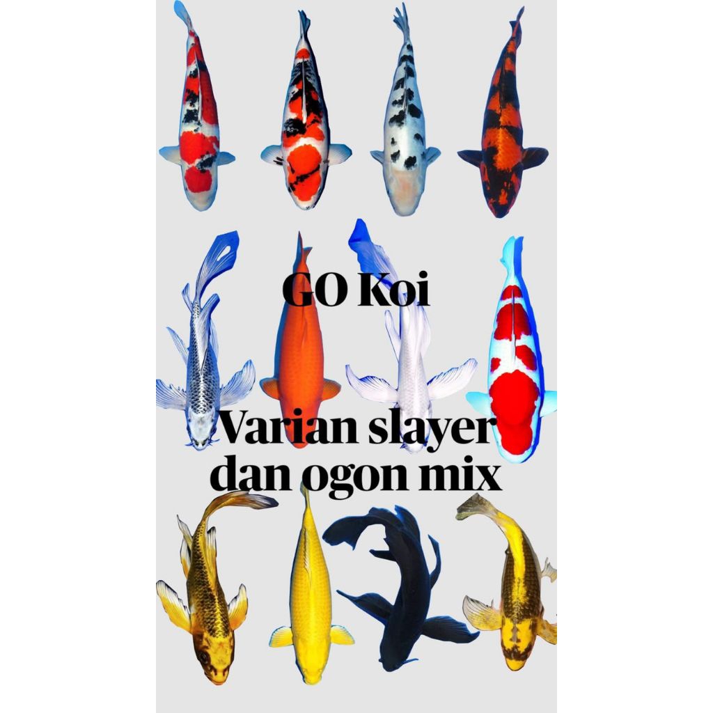 varian koi slayer dan ogon 10-14cm
