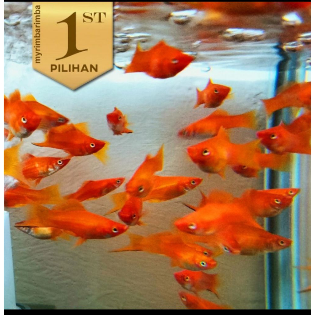 10 ekor Platy Pedang Merah Ikan Hias Aquascape Hiasan Aquarium Tanaman Air -