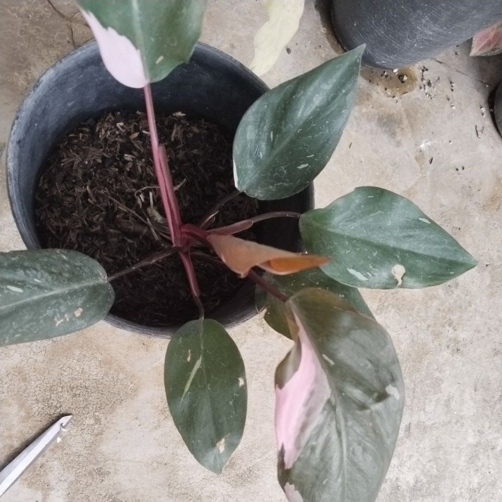 Philodendron pink princess