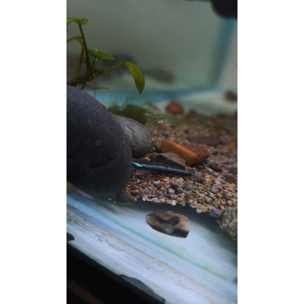 Goby Stiphodon Semoni / Blue Neon Sulawesi