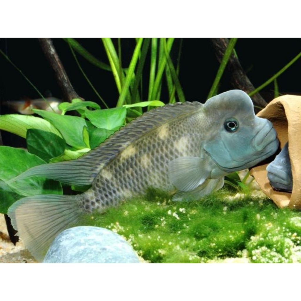 Steatocranus Casuarius | Casuarius | Cichlid Afrika | Cichlid Tanganyiaka