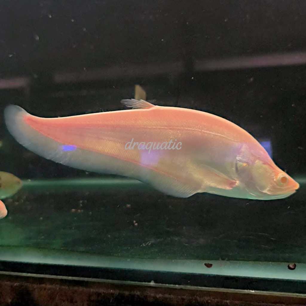 Ikan Hias Belida True Albino Rare Fish | Ikan Predator Hias