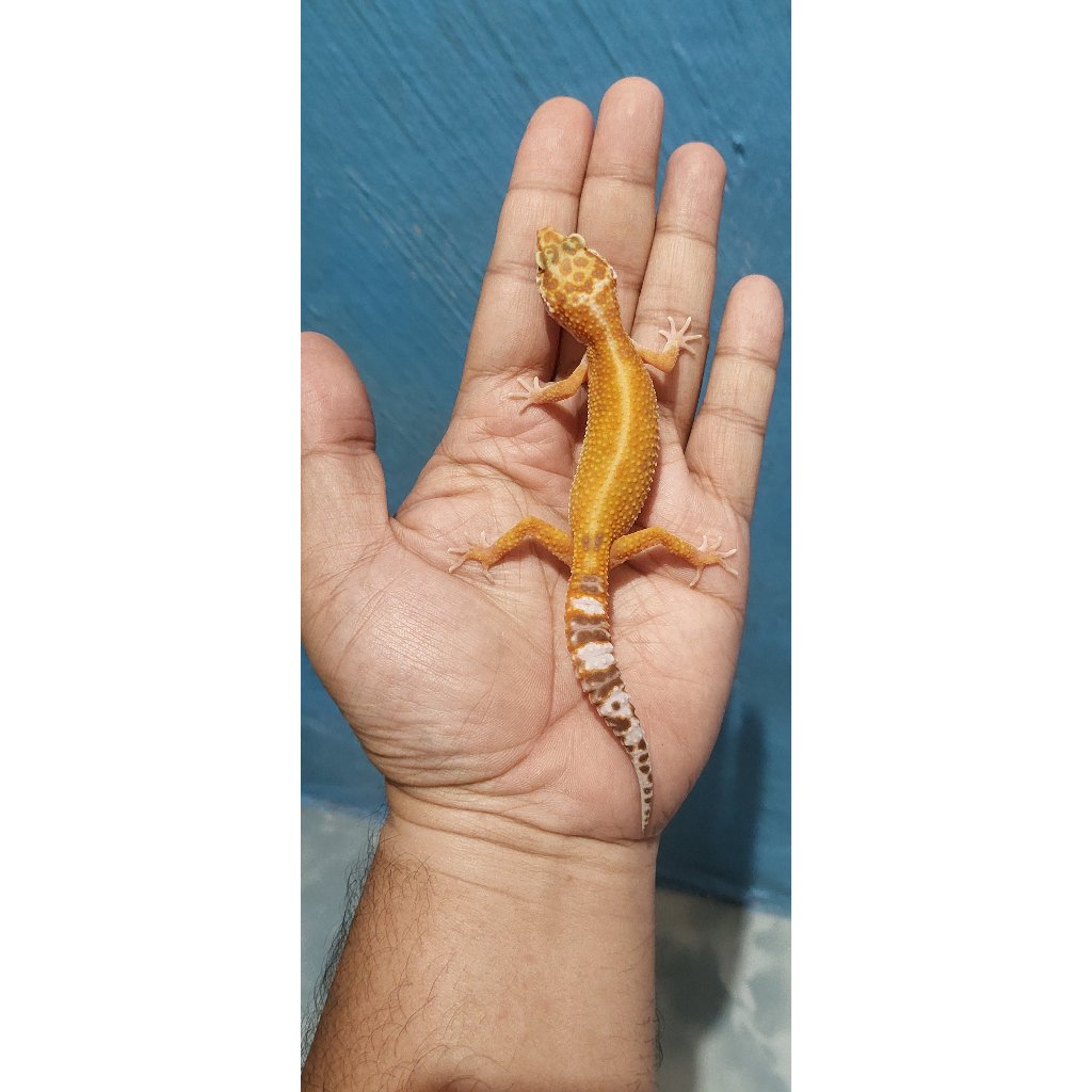 Mainan Leopard Gecko Tremper Lavender