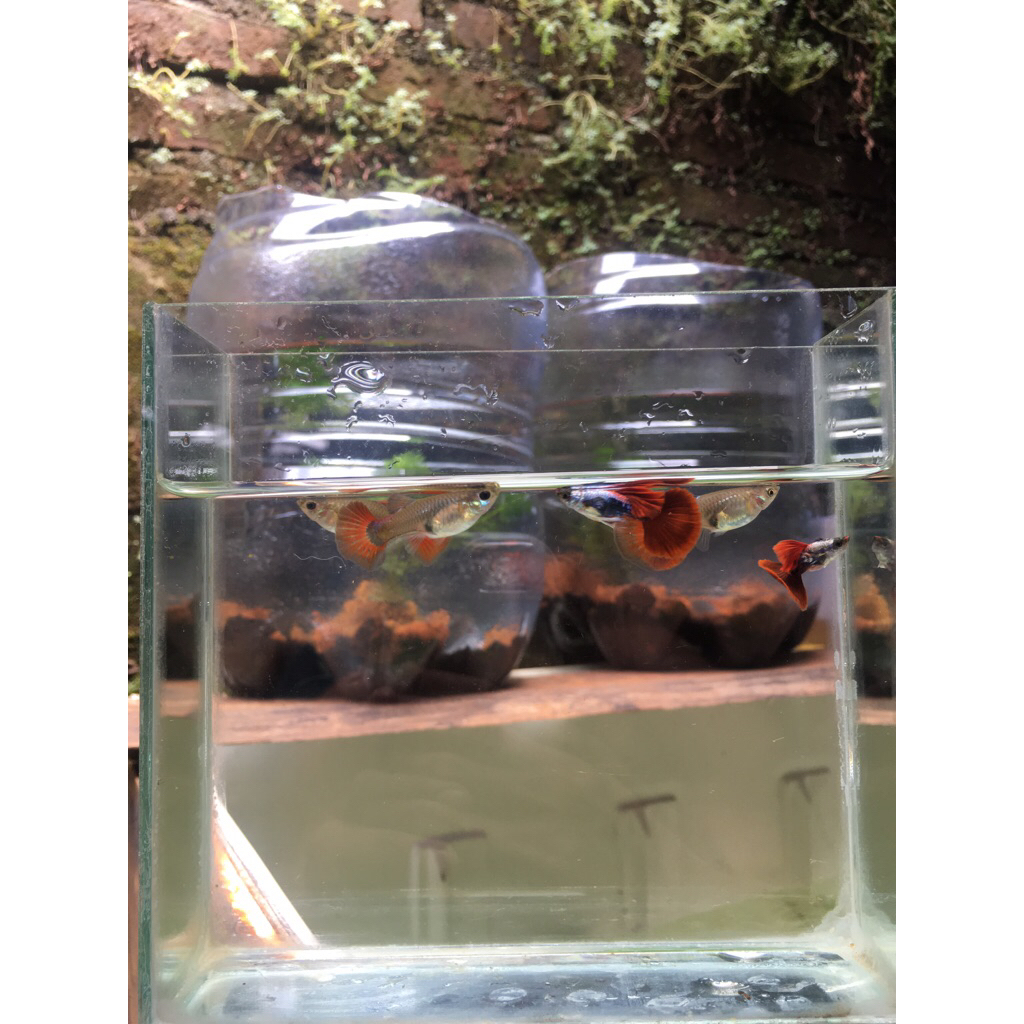 Guppy platinum hb red rosetail hiasan aquarium