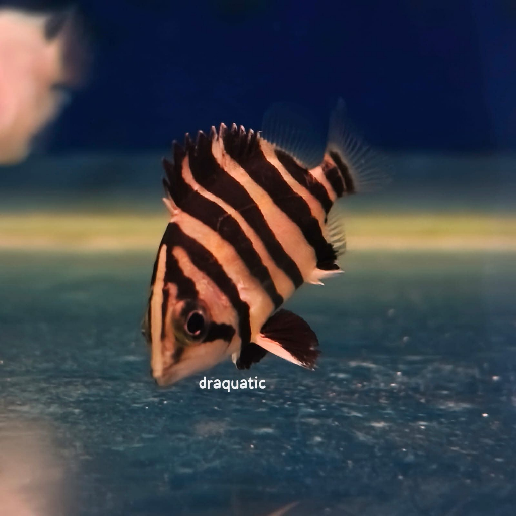 Ikan Hias Datz Borneo Kecil Hiasan Aquarium Hidup |  Datz Sumatera 4Bar | | Ikan Predator Hias