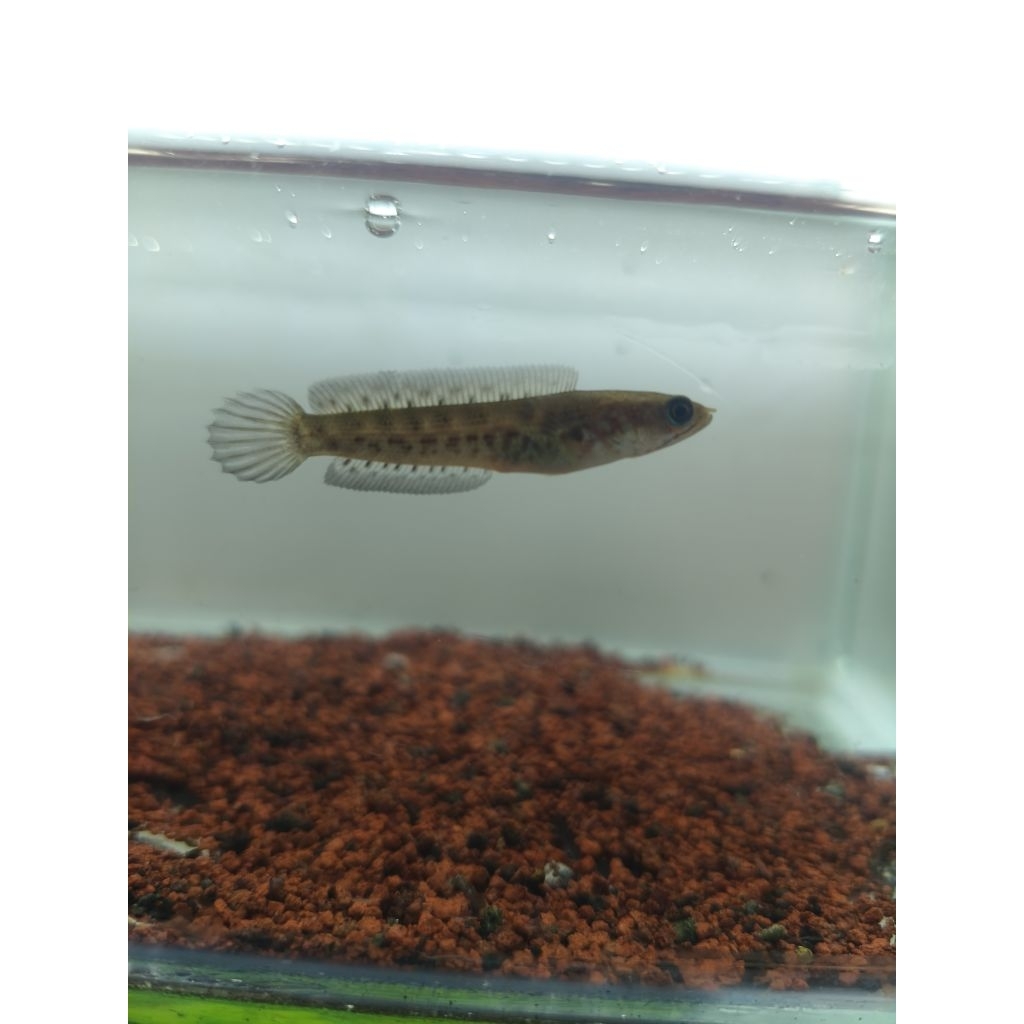 baby auranti wc sz -+5-6cm