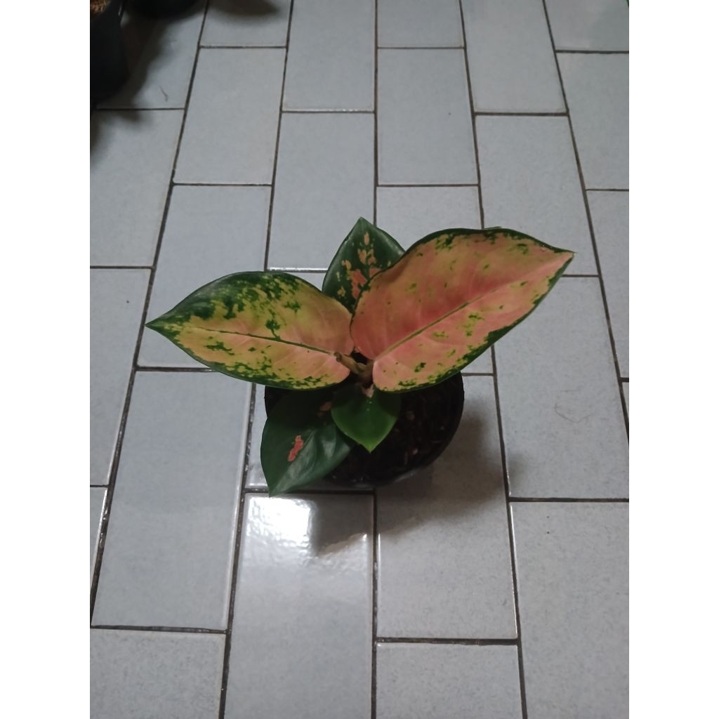Aglaonema Kochin ebony