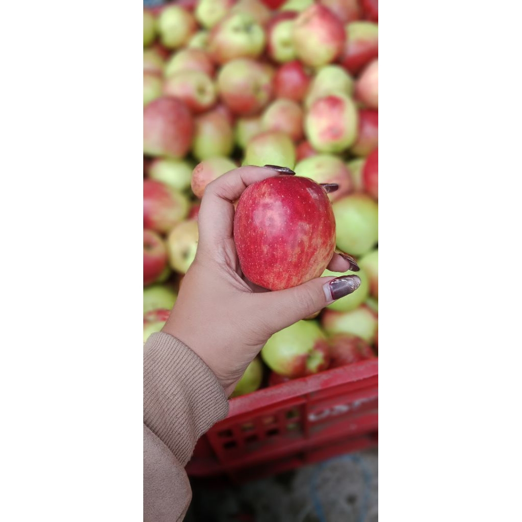 Apel Ana Malang 1kg - Asam manis segar