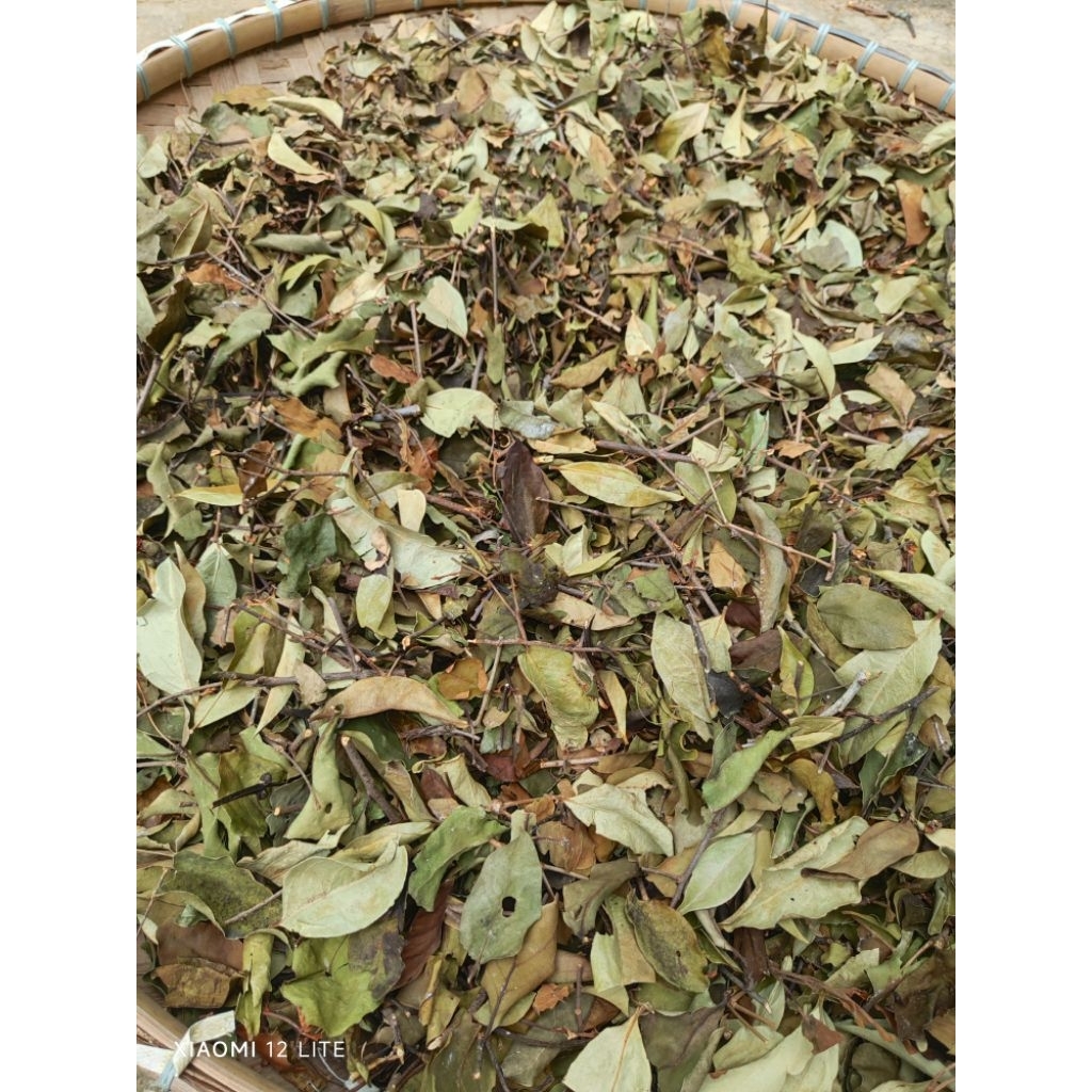 Benalu jeruk bali mini 200 gram