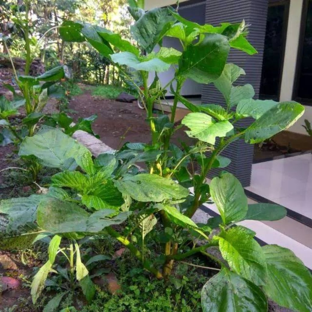 benih biji bayam raja bayam peyek bayam RAJA bayam dayak bayam jumbo