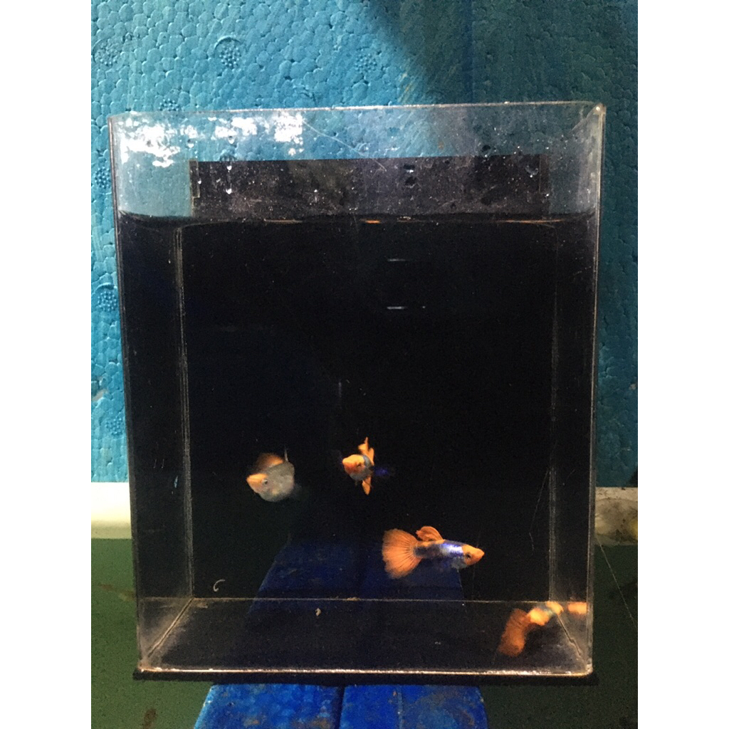 GUPPY PRTDE KOI hiasan aquarium