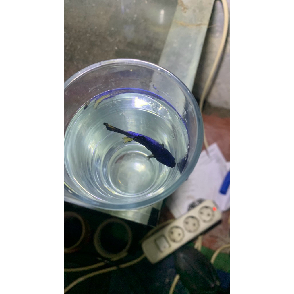 cupang aduan plakat giant bangkok jayen