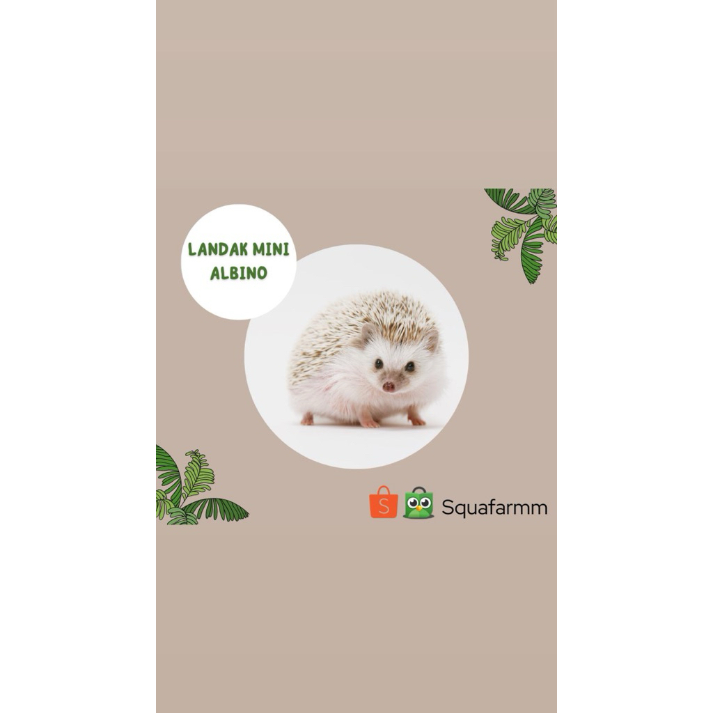 Landak Mini Albino / Hedgehog Albino / Free Botol Minum