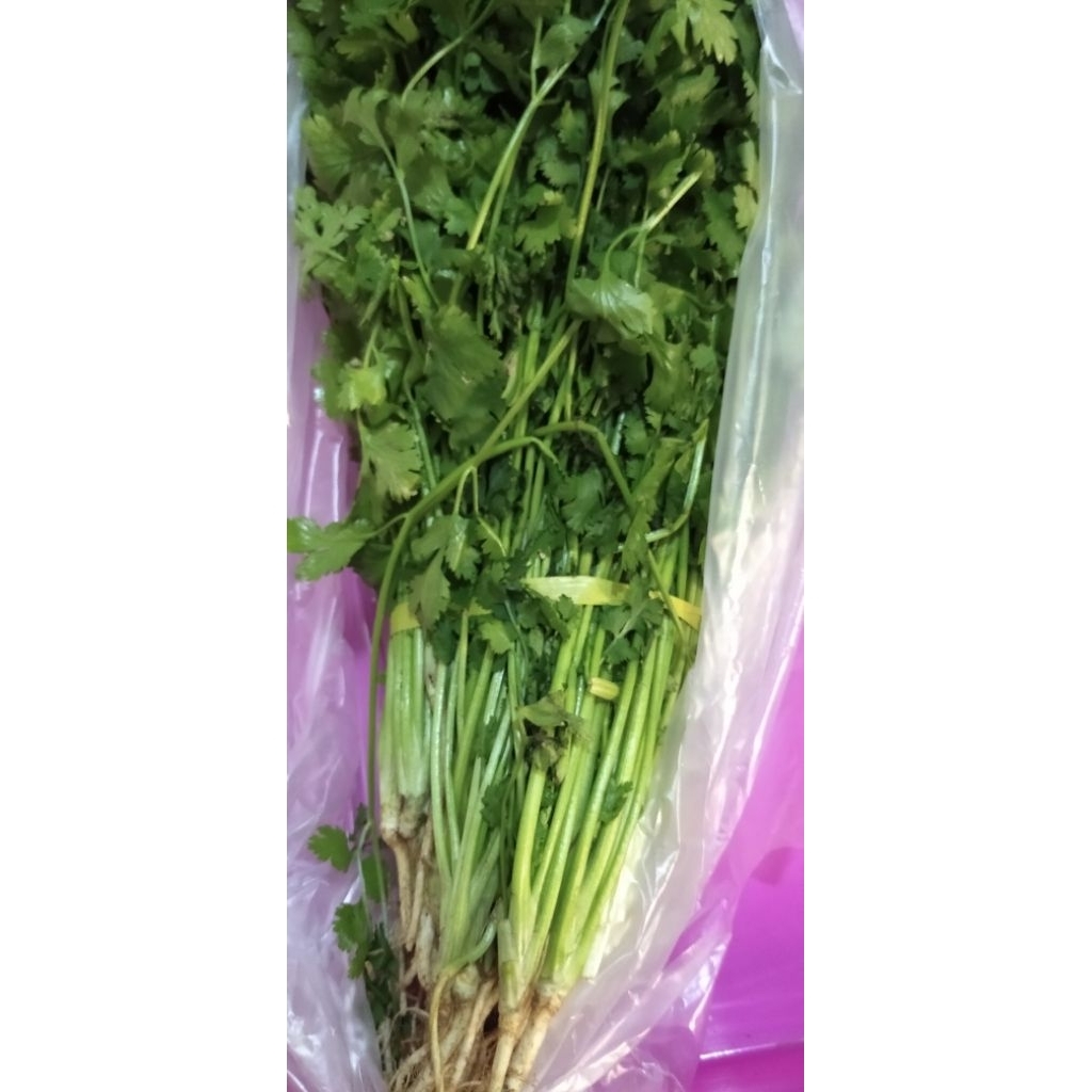 Sayur Daun Ketumbar / Coriander / Cilantro segar