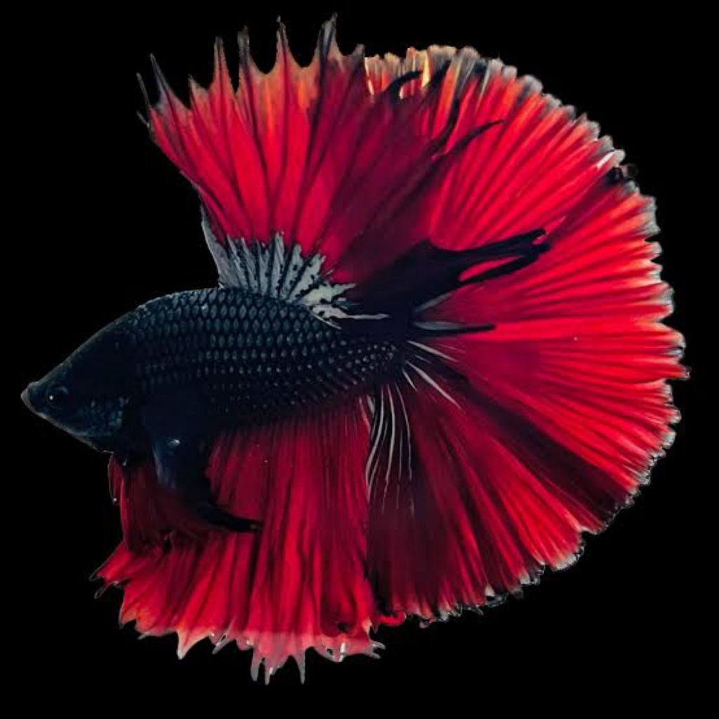 Ikan Cupang Halfmoon - Black Vampire - Jantan - Size L - Hiasan Aquarium