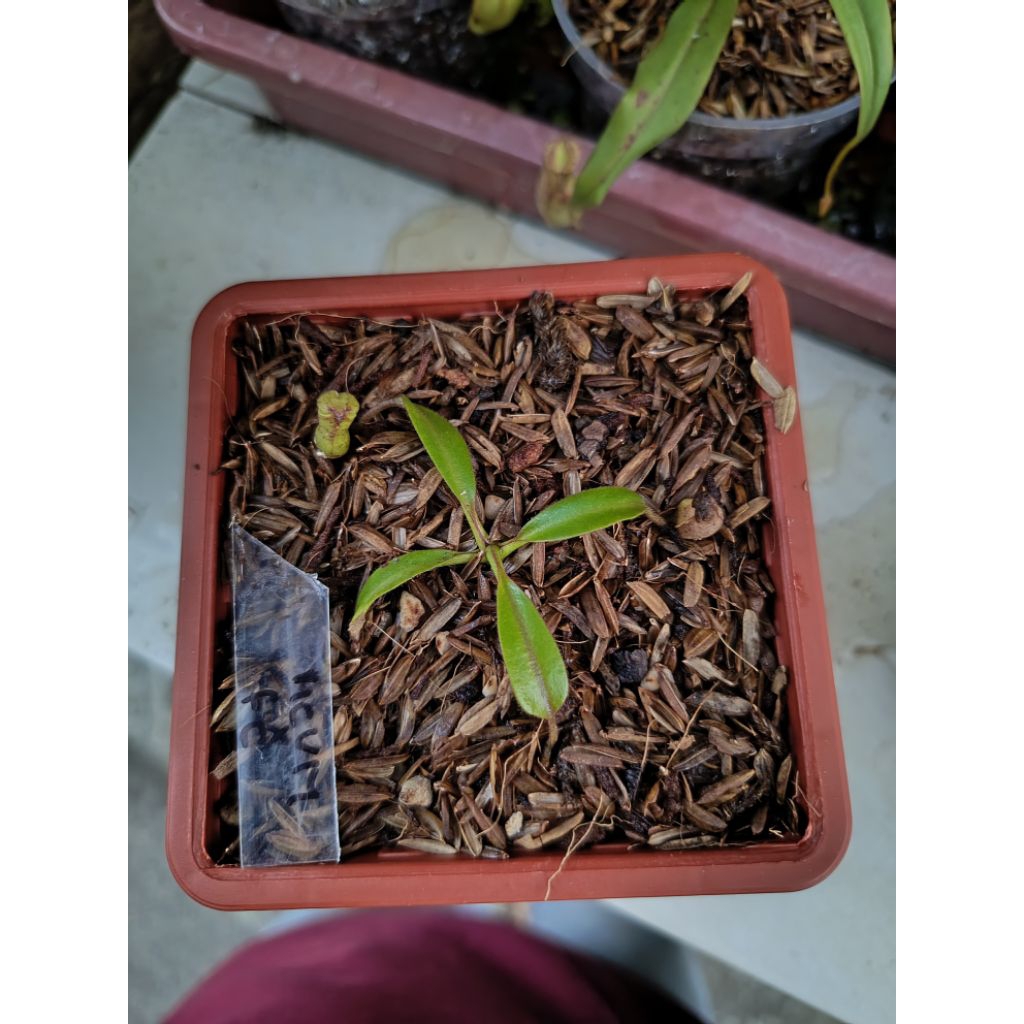 Nepenthes (Maxima x Clipeata x Veitchii x Maxima) x (Faizaliana x Clipeata)