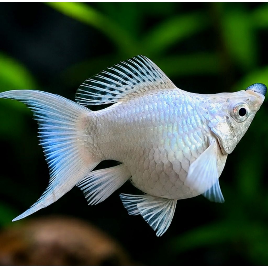 Ikan Hias Molly Platinum Balon Cawang lyretail