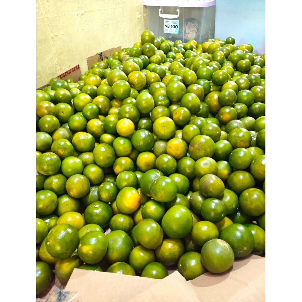 jeruk peras jember 1 kilogram
