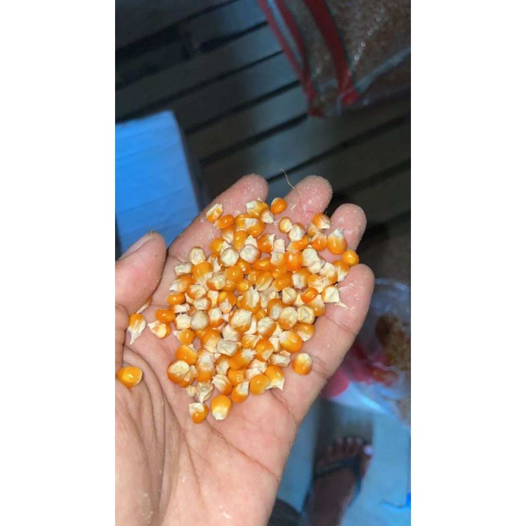 jagung kristal