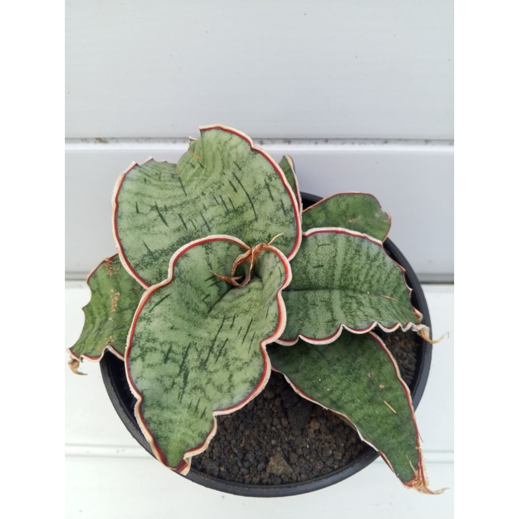 Sansevieria kirkii 'Silver Blue',