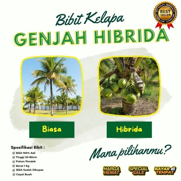 BIBIT SUPER  Tanaman Kelapa Hibrida Besar, Tanaman Kelapa Hibrida F1, Tanaman Kelapa Hibrida Genjah