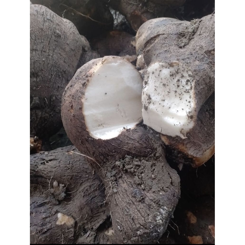 UMBI UWI LEGI(MANIS) 1kg