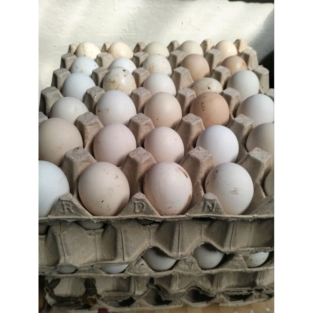 TELUR AYAM FERTIL SILANGAN GORILA F1 × AYAM KAMPUNG PETELUR KST