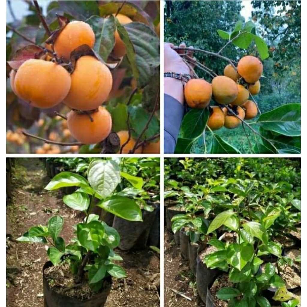BIBIT BUAH KESEMEK (IMPORT) COCOK UNTUK TABULAMPOT