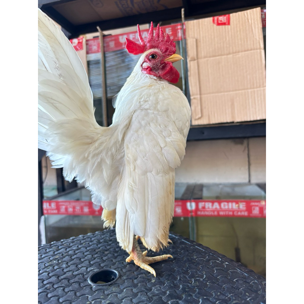 Pengiriman instant/sameday sepasang ayam hias serama blunjur