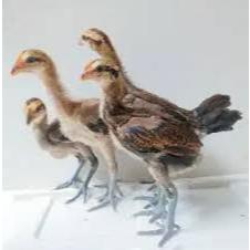 Ayam Pelung - Anakan Ayam Pelung