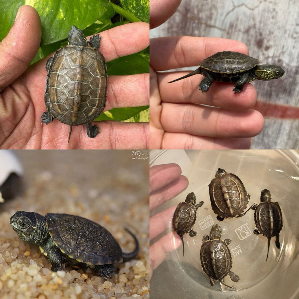 [Chan Aquatic] Baby Cynemis Tortoise