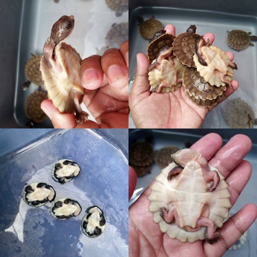 [Chan Aquatic] Dada Putih Tortoise Baby Anakan Daput