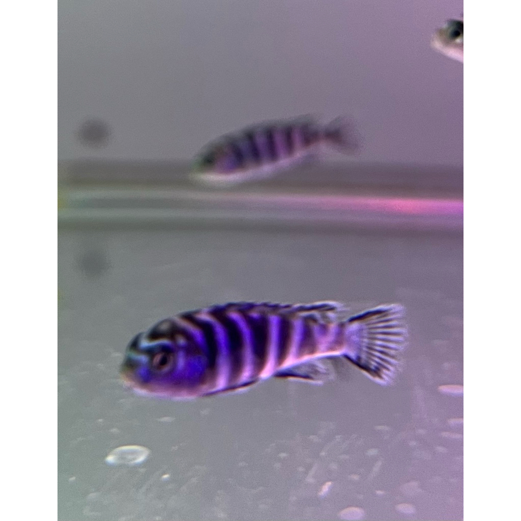 Hiasan Aquarium cichlid Demasoni