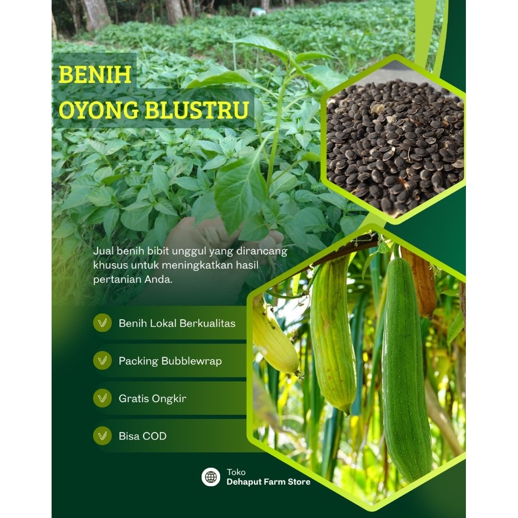 Benih Unggul OYONG BLUSTRU (100 biji)