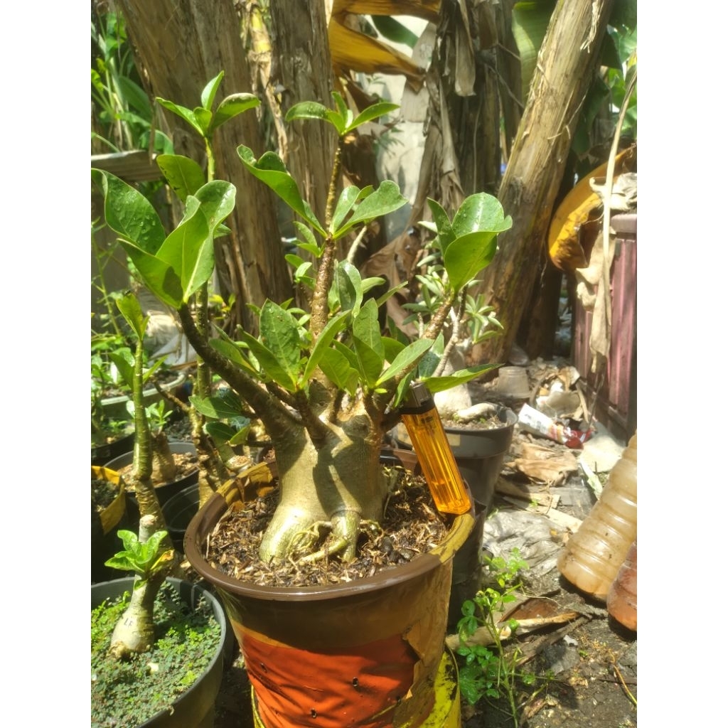 adenium godji x tonghak