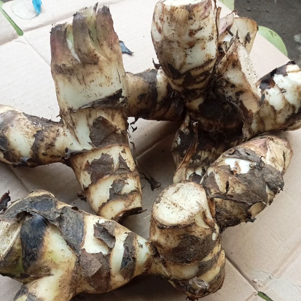 ganyong/janglong asli muria 1 kg