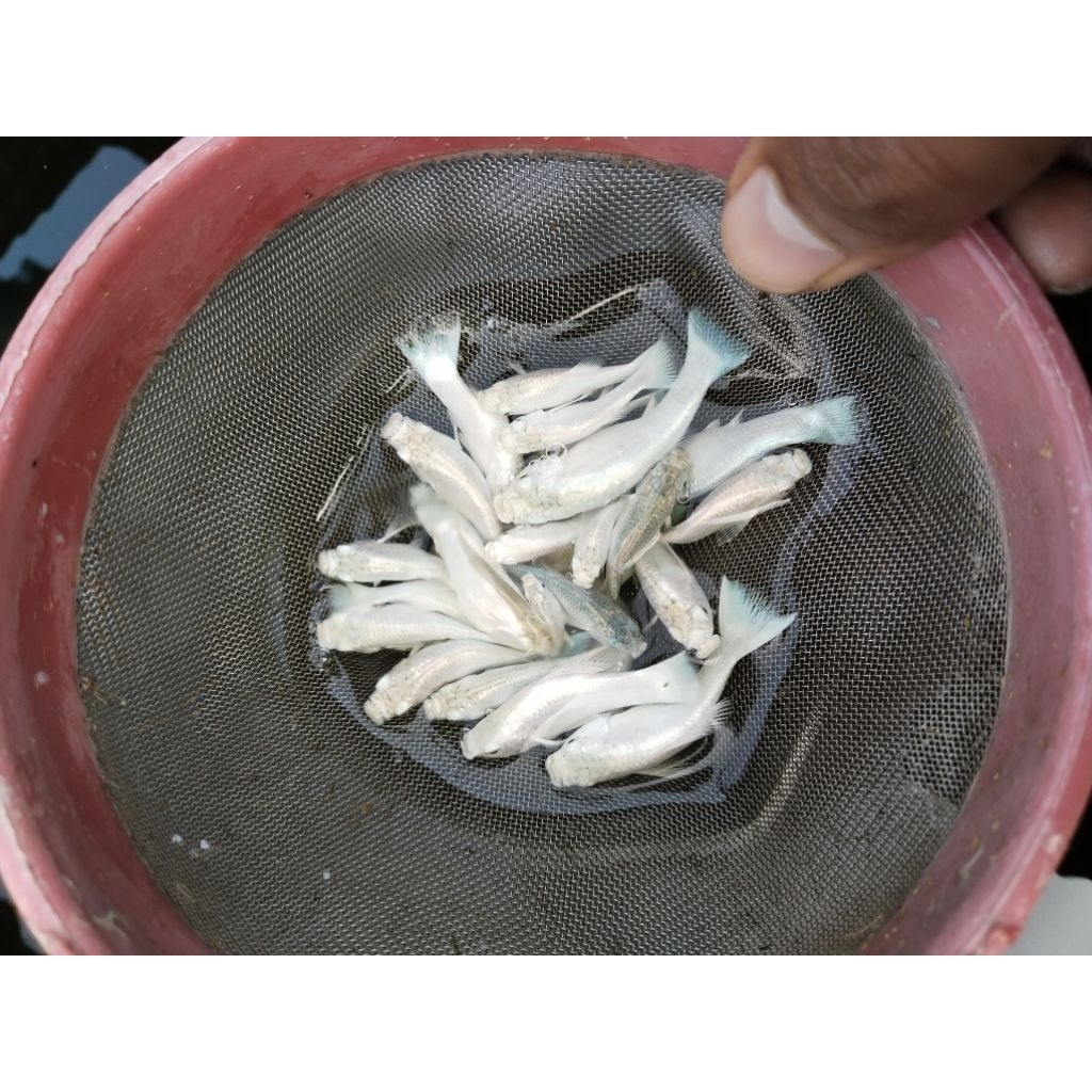 PAKET 50 Ekor Ikan Molly Sortiran Pakan Predator Murah Kediri