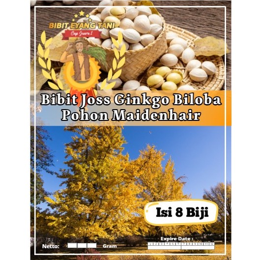 Bibit Joss Ginkgo Biloba Pohon Maidenhair | Biji Benih Ginkgo Biloba Pohon Maidenhair | Pohon Ginkgo