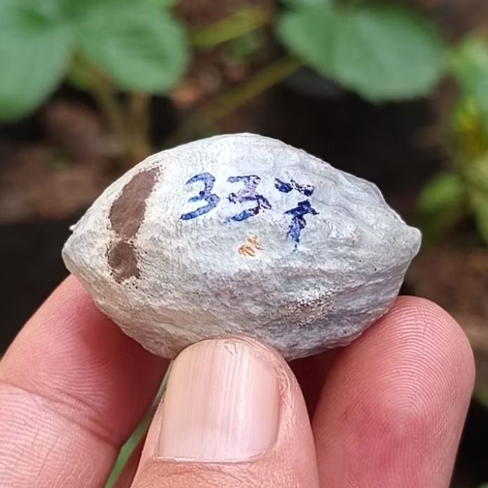 Muncang adu jayanti pait jr kode 337.