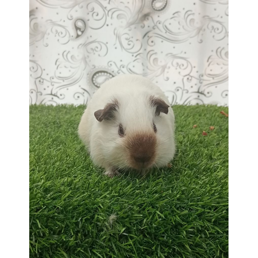 GUINEA PIG/MARMUT HIAS CALIFORNIA