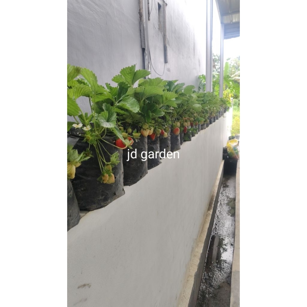 bibit strawberry dataran rendah